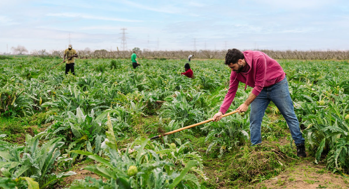 Implicancias tributarias del nuevo Régimen del Sector Agrario: Se publican disposiciones reglamentarias